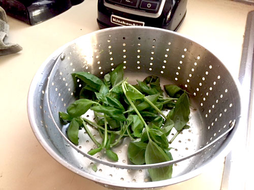 Picture of ingredients: basil.